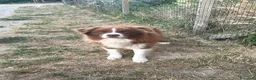 Border Collie cani in vendita: Border collie maschio - Annuncio 3