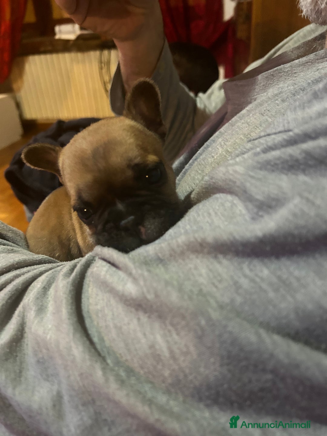 Bulldog Francese cani in vendita: Bulldog francese  - Annuncio 7