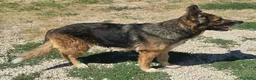 Meticcio cani in regalo: Ofelia 4 anni mix pastore tedesco  - Annuncio 8