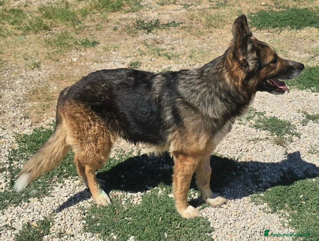 Meticcio cani in regalo: Ofelia 4 anni mix pastore tedesco  - Annuncio 8