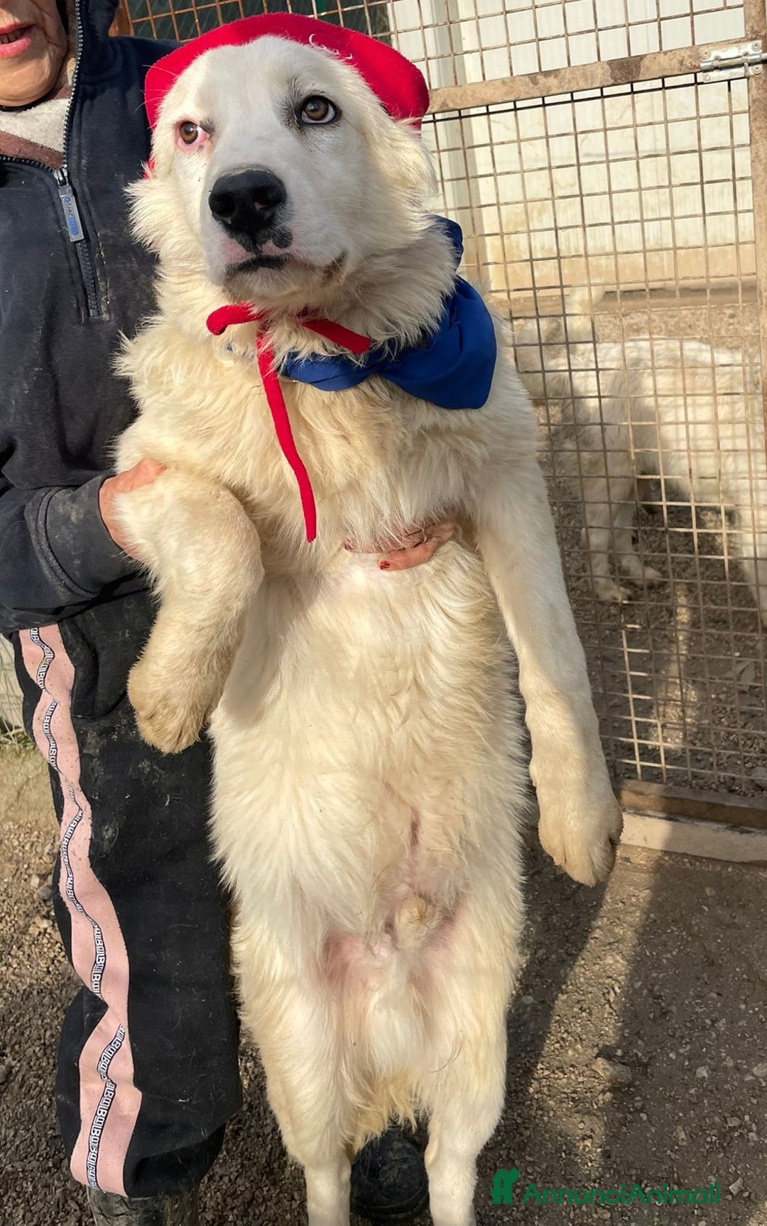 Meticcio cani in regalo: SOS TENERO OSLO a Città Metropolitana di Firenze - Annuncio 1