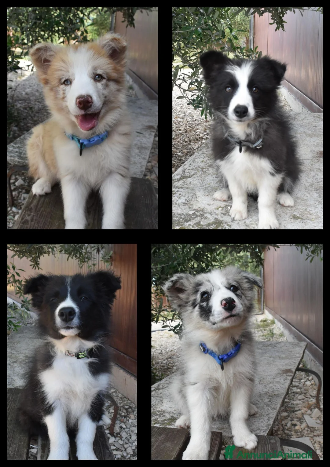 Border Collie cani in vendita: Bellissimi cuccioli di Border collie - Annuncio 1