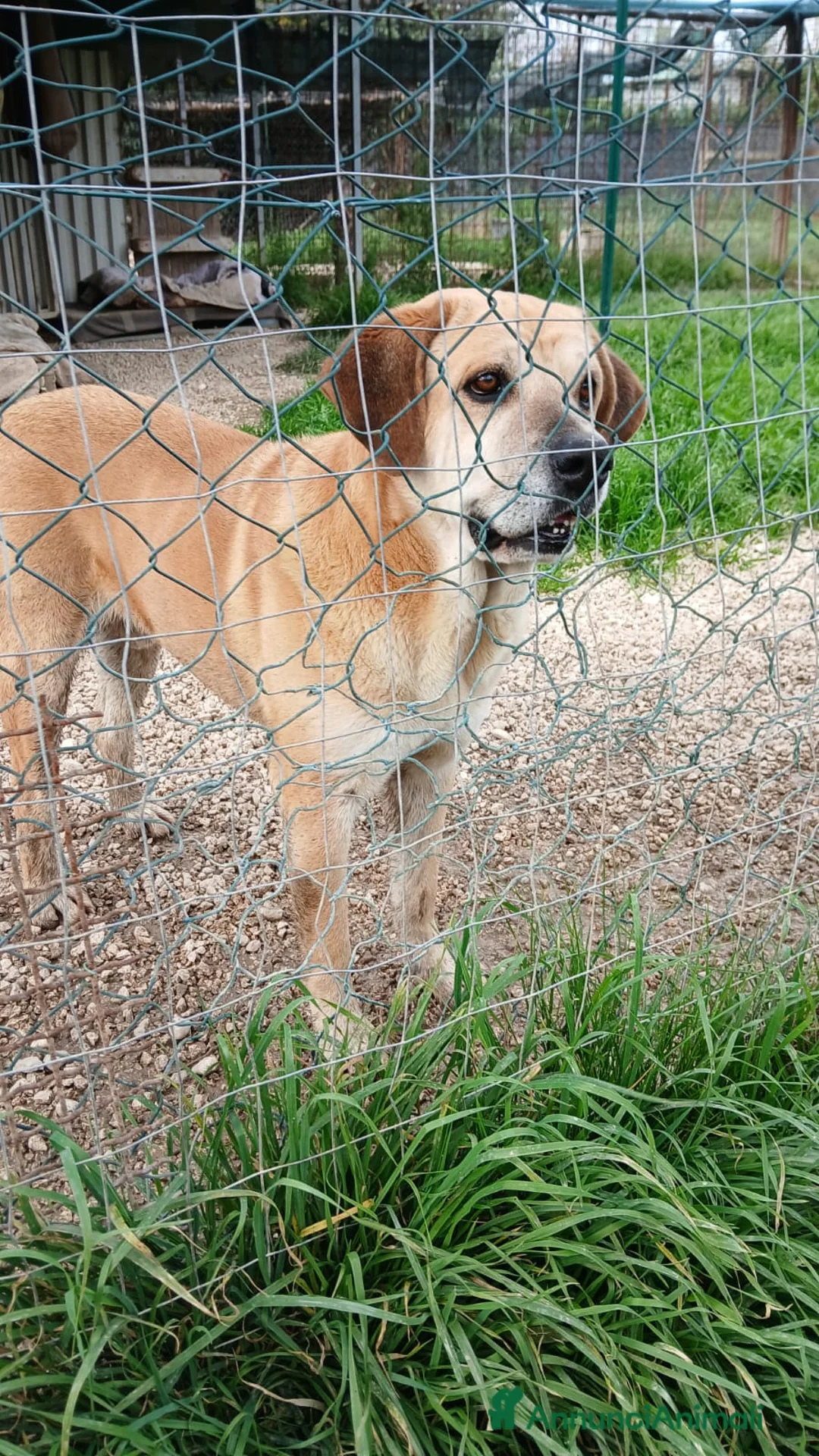 Meticcio cani in regalo: JACK TANTI ANNI IN UN CANILE DEL SUD, IN ADOZIONE - Annuncio 2