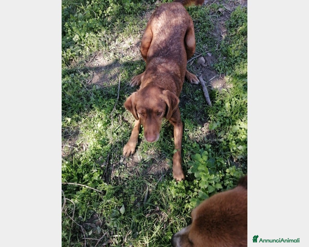 Meticcio cani Anonimo giovane dimenticato in canile Calabria a Milano - Annuncio 2