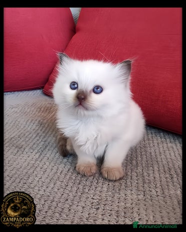 Ragdoll gatti - Annuncio 7