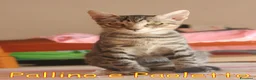 Europeo gatti in regalo: PALLINO E PAOLETTO  FRATELLINI AFFETTUOSI a Città metropolitana di Milano - Annuncio 5