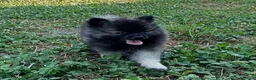 Wolfspitz cani in vendita: Cuccioli Wolfspitz - Annuncio 4