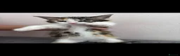 Meticcio gatti in regalo: Maya&Chloe CERCANO CASA❗️🧡🖤🐾 a Città Metropolitana di Firenze - Annuncio 2