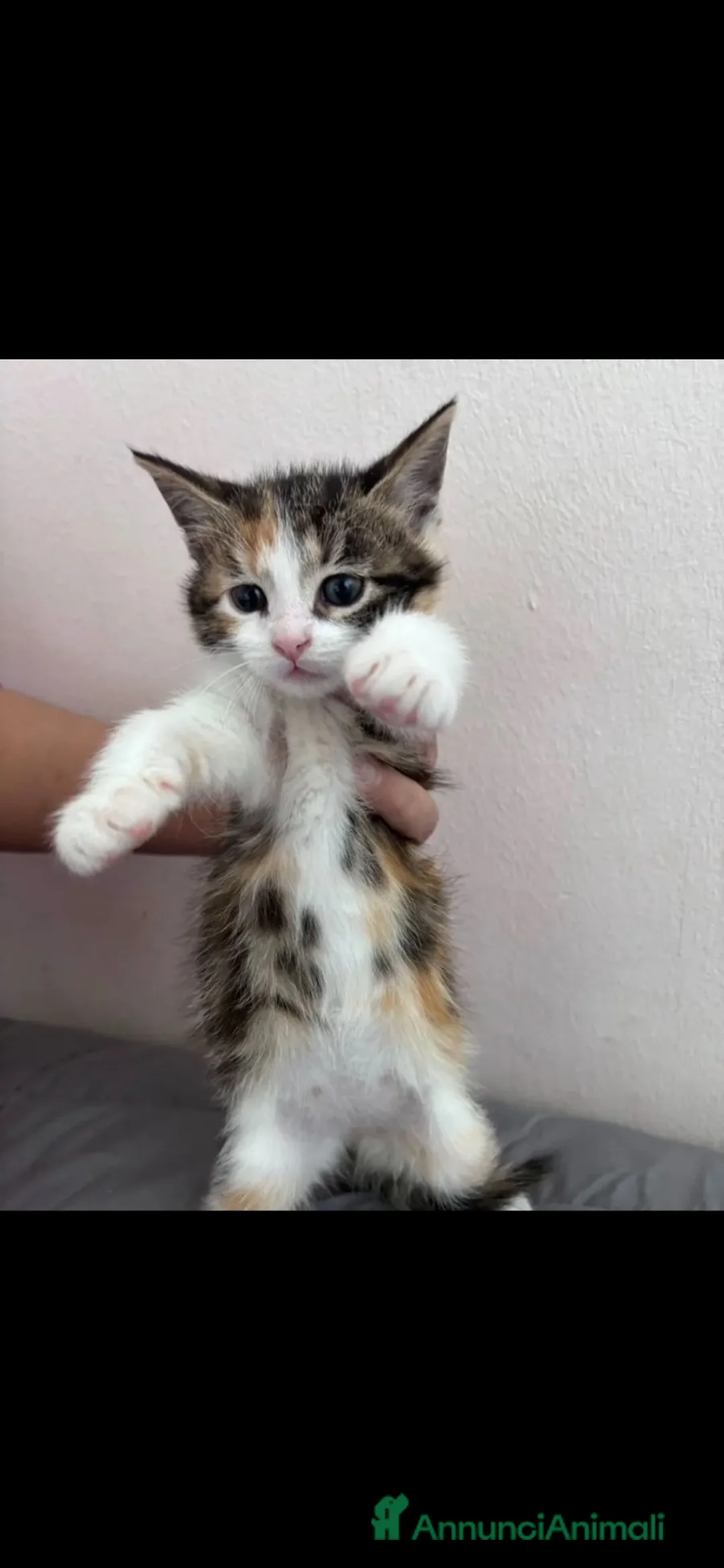Meticcio gatti in regalo: Maya&Chloe CERCANO CASA❗️🧡🖤🐾 a Città Metropolitana di Firenze - Annuncio 2