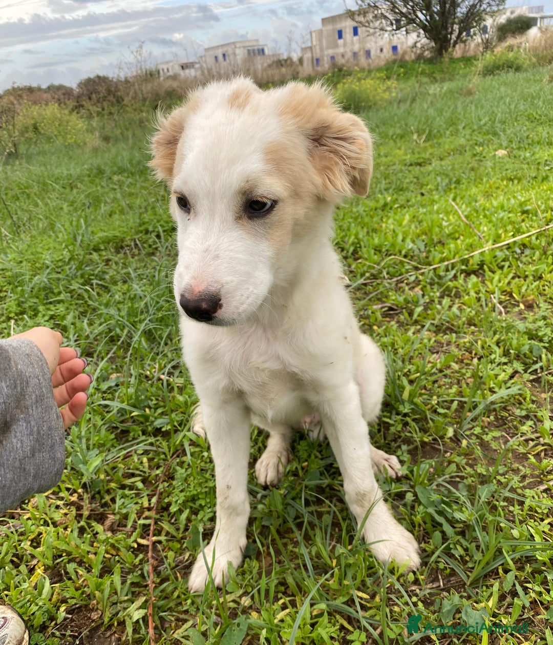 Meticcio cani in regalo: Fuffy cucciolo adorabile - Annuncio 15
