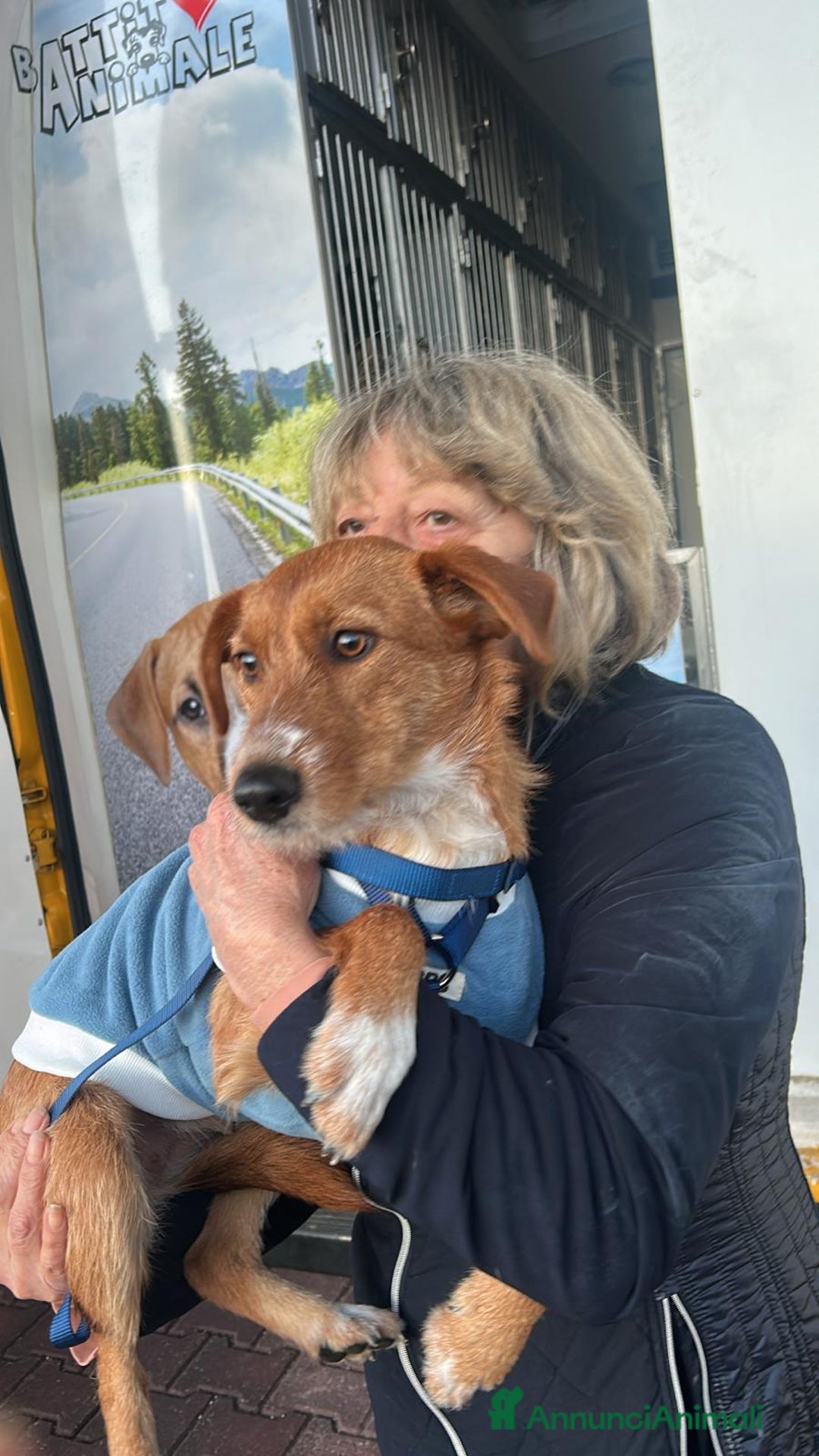 Meticcio cani in regalo: Leandra 11mesi kg 11 color miele PADOVA - Annuncio 2