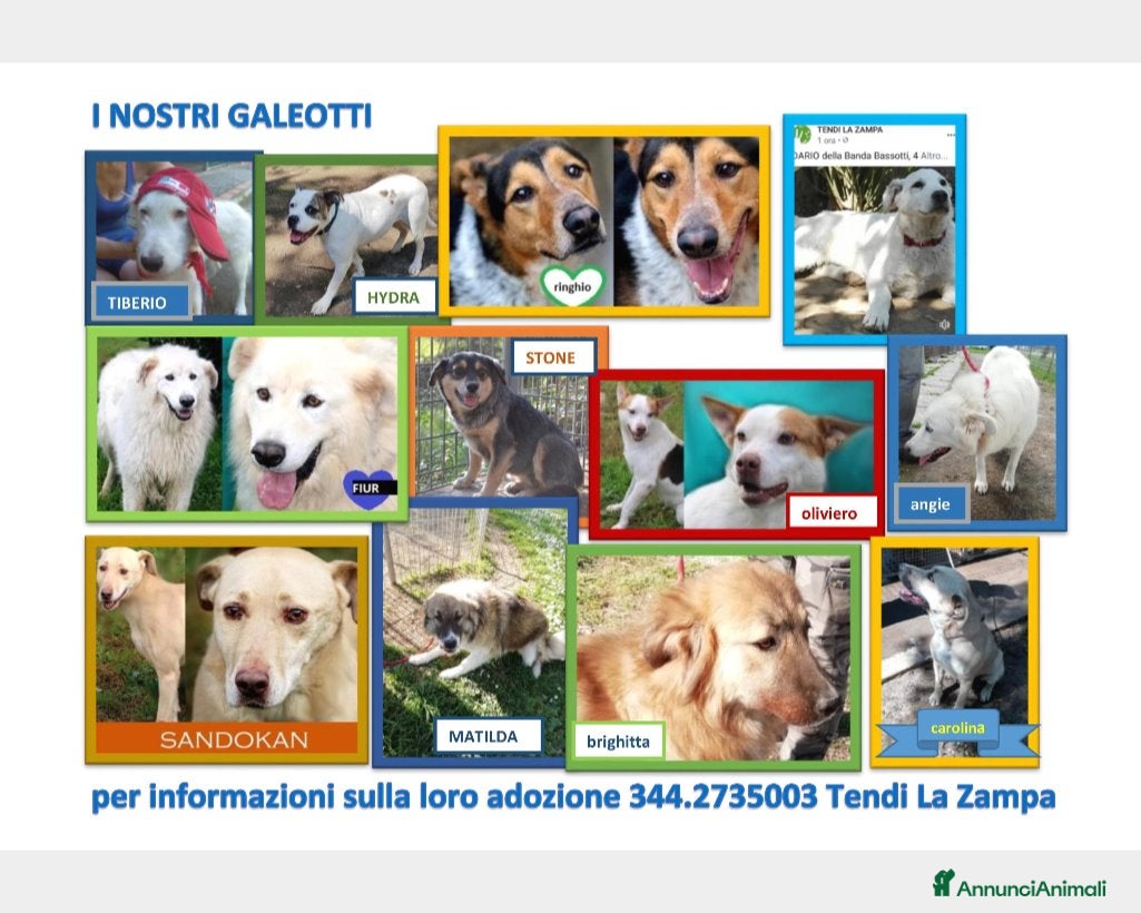 Meticcio cani adotta un cane recluso! tendilazampaonlus frascati a Roma - Annuncio 7