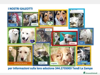 Meticcio cani adotta un cane recluso! tendilazampaonlus frascati a Roma - Annuncio 3