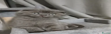 Scottish fold 