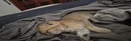 Scottish gatti in vendita: Gattina - Annuncio 3