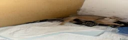 Scottish gatti per accoppiamento: scottish fold per accoppiamento  a Città metropolitana di Milano - Annuncio 5
