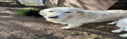 Meticcio cani in regalo: Bianca splendida simil Maremmano cerca casa - Annuncio 3