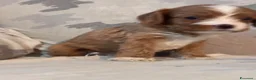 Cavapoo cani in vendita: Cuccioli di Cavapoo - Annuncio 9