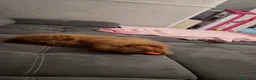 Barboncino Toy cani per accoppiamento: Barboncino mini toy per accoppiamento - Annuncio 5