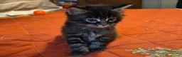 Maine Coon gatti in vendita: Vendo cuccio Maine Coon senza pedigree - Annuncio 18