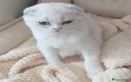 Scottish gatti in vendita: Cucciola Fold  a Bagnacavallo - Immagine 5