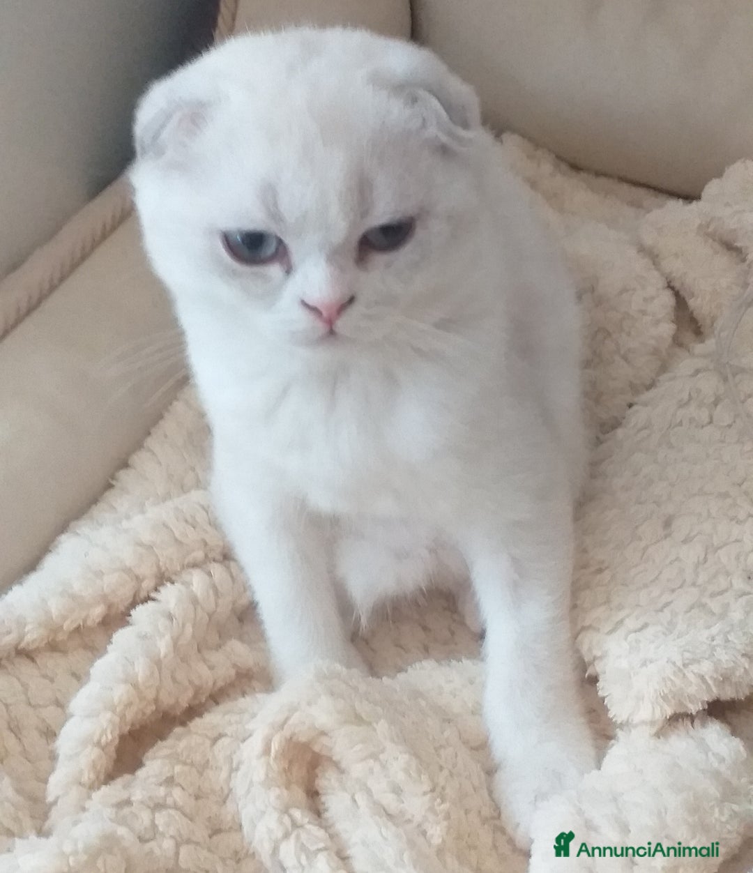 Scottish gatti in vendita: Cucciola Fold  a Bagnacavallo - Immagine 5