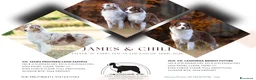 Australian Shepherd cani in vendita: Cuccioli pastore australiano con pedigree a Provincia di Parma - Annuncio 8