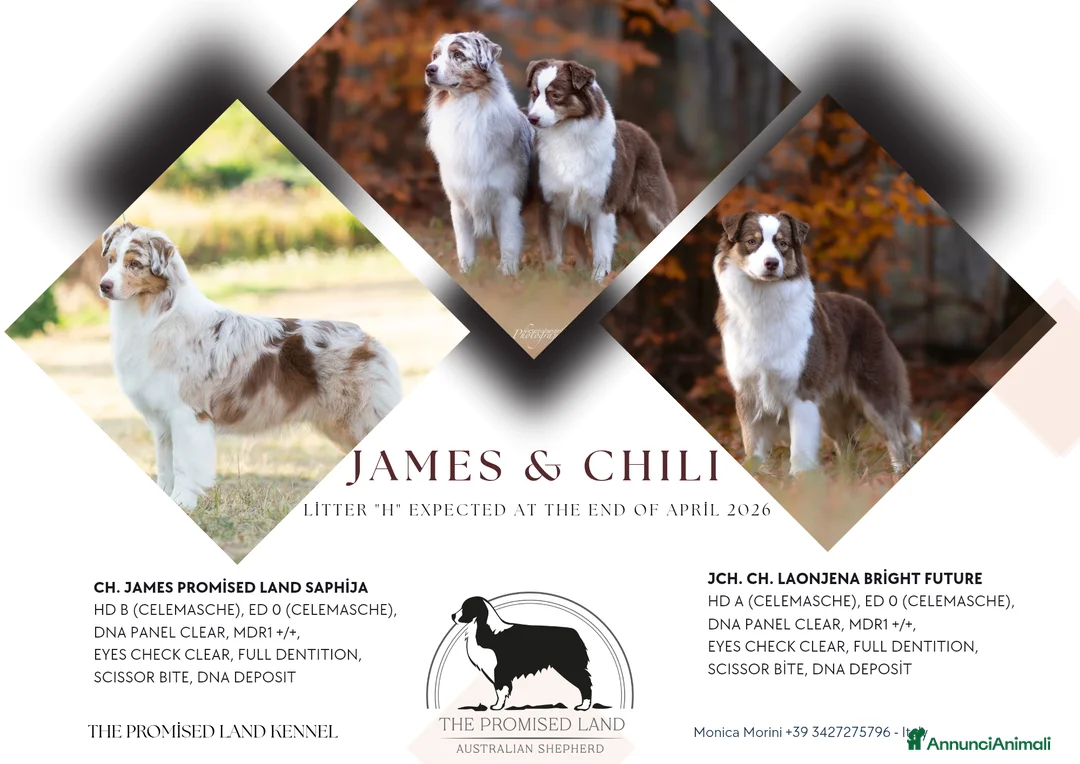 Australian Shepherd cani in vendita: Cuccioli pastore australiano con pedigree a Provincia di Parma - Annuncio 8