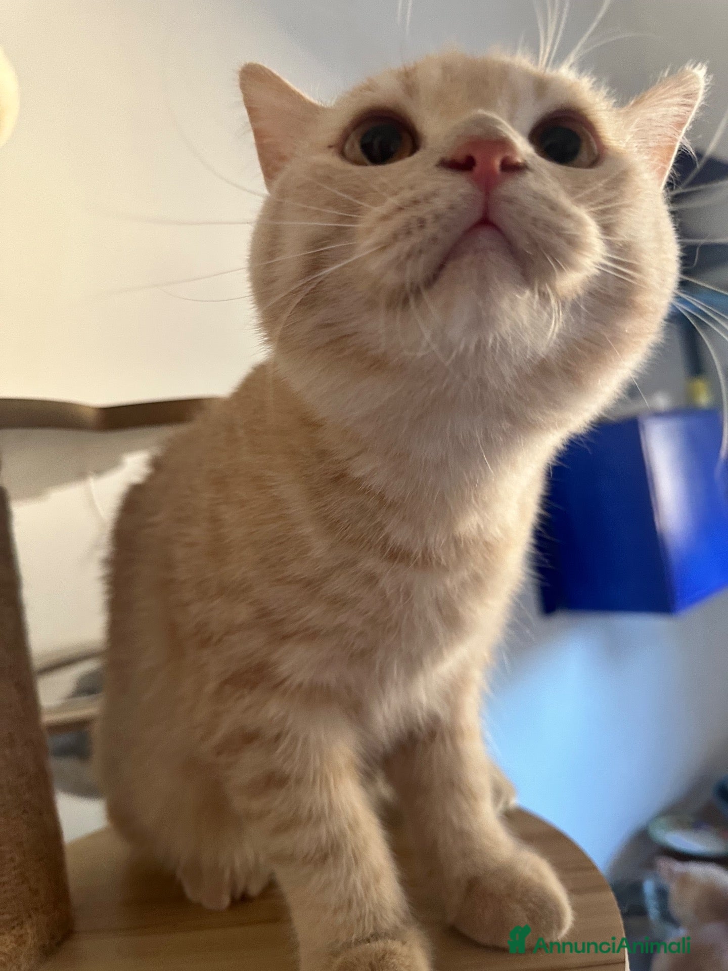 Scottish gatti Splendidi cuccioli coccoloni - Annuncio 2