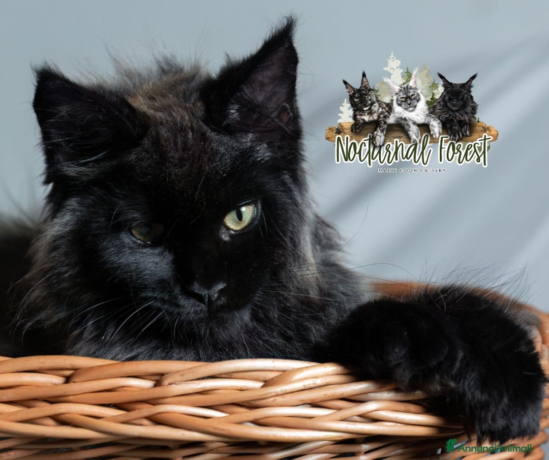 Immagine della galleria {{count}}