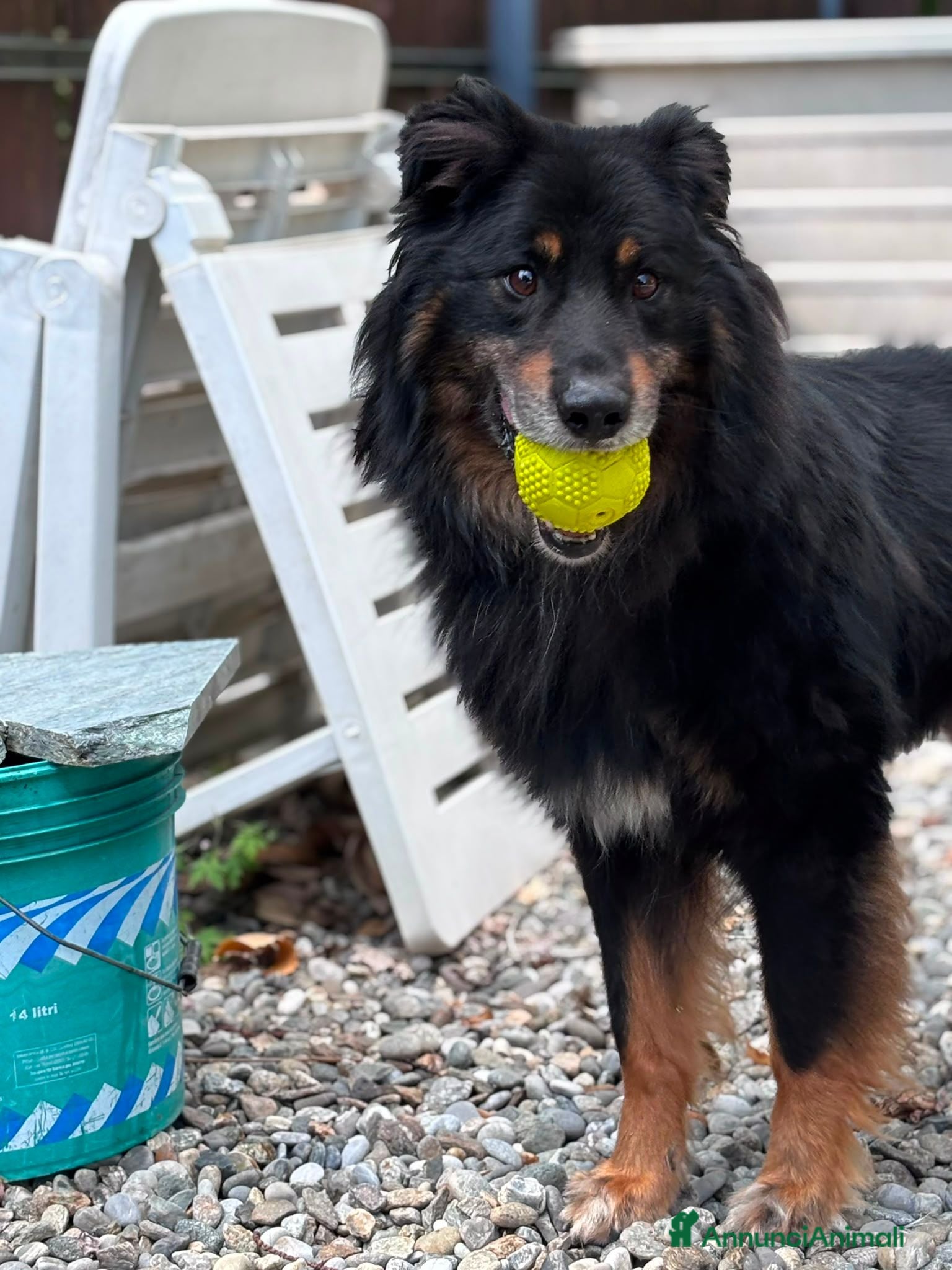 Meticcio cani DICK  - Annuncio 38