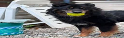 Meticcio cani in regalo: DICK  - Annuncio 1