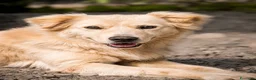 Meticcio cani in regalo: Fulmine - Annuncio 1