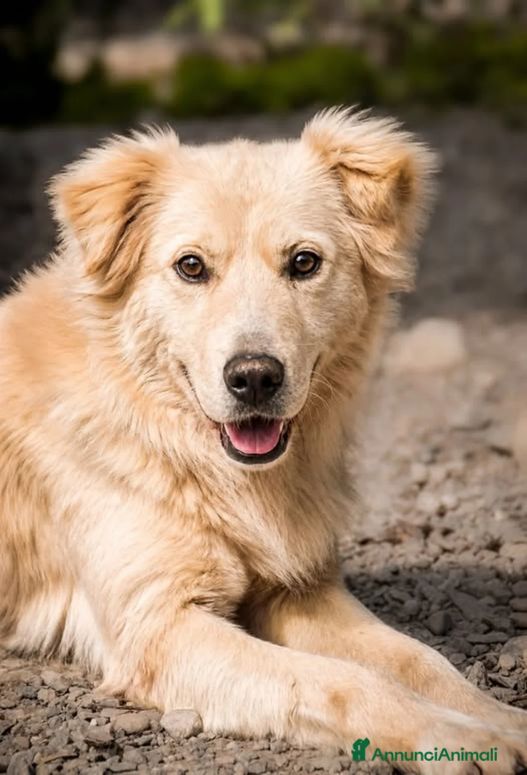 Meticcio cani in regalo: Fulmine - Annuncio 1