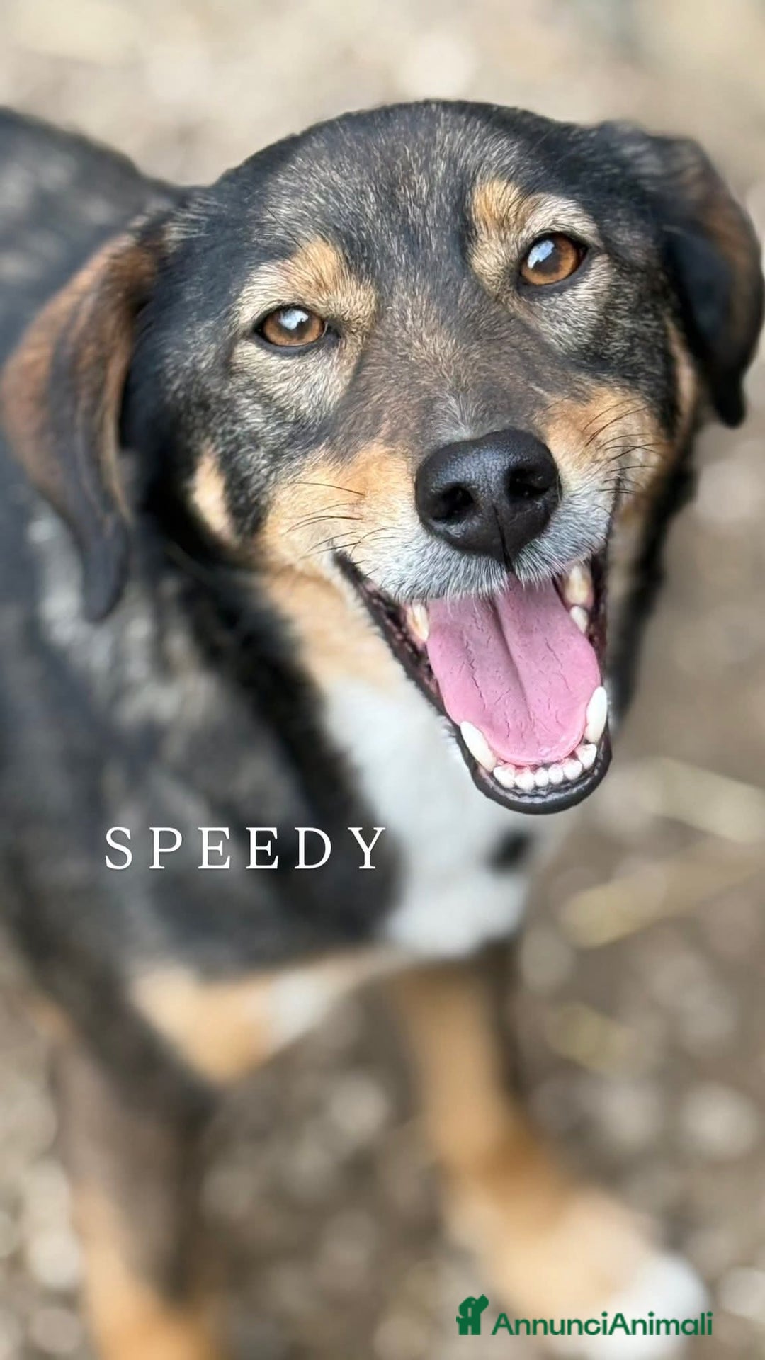 Meticcio cani in regalo: SPEEDY, cagnolino DOLCISSIMO abbandonato. - Annuncio 5