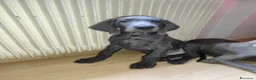 Weimaraner cani in vendita: Weimaraner  - Annuncio 3