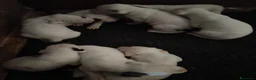 Dogo Argentino cani in vendita: Disponibili cuccioli di Dogo Argentino  - Annuncio 7