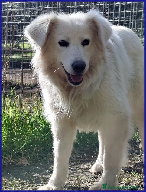 Meticcio cani UFFA bellissima giovane - Annuncio 8