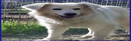Meticcio cani in regalo: UFFA bellissima giovane a Provincia di Bergamo - Annuncio 1