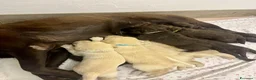 Meticcio cani in vendita: CUCCIOLI CERCANO FAMIGLIA - Annuncio 11