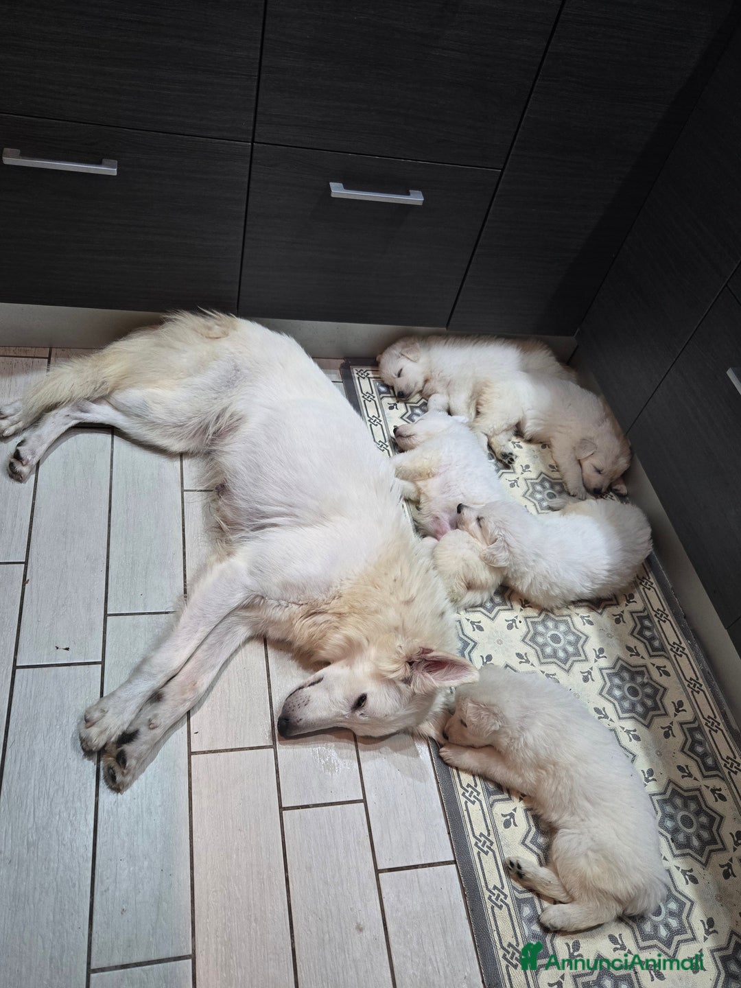 Pastore Svizzero cani in vendita: Cuccioli di pastore svizzero bianco - Annuncio 10