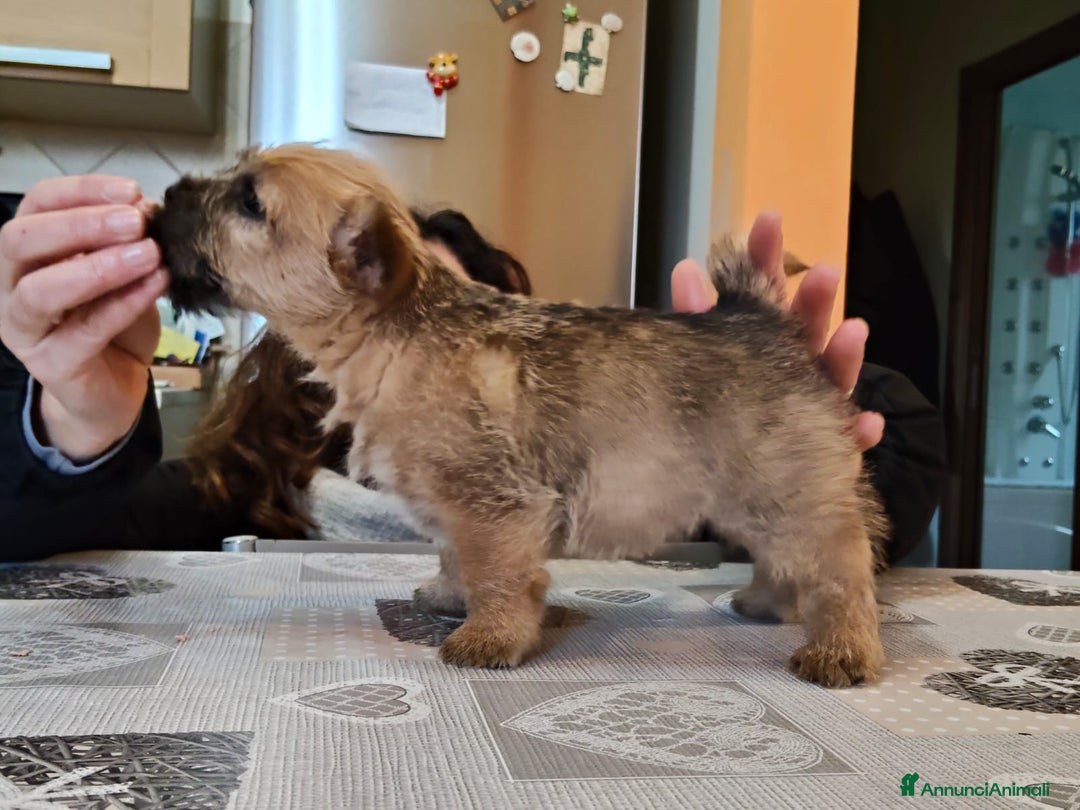 Norwich Terrier cani in vendita: Cuccioli di Norwich Terrier - Annuncio 7