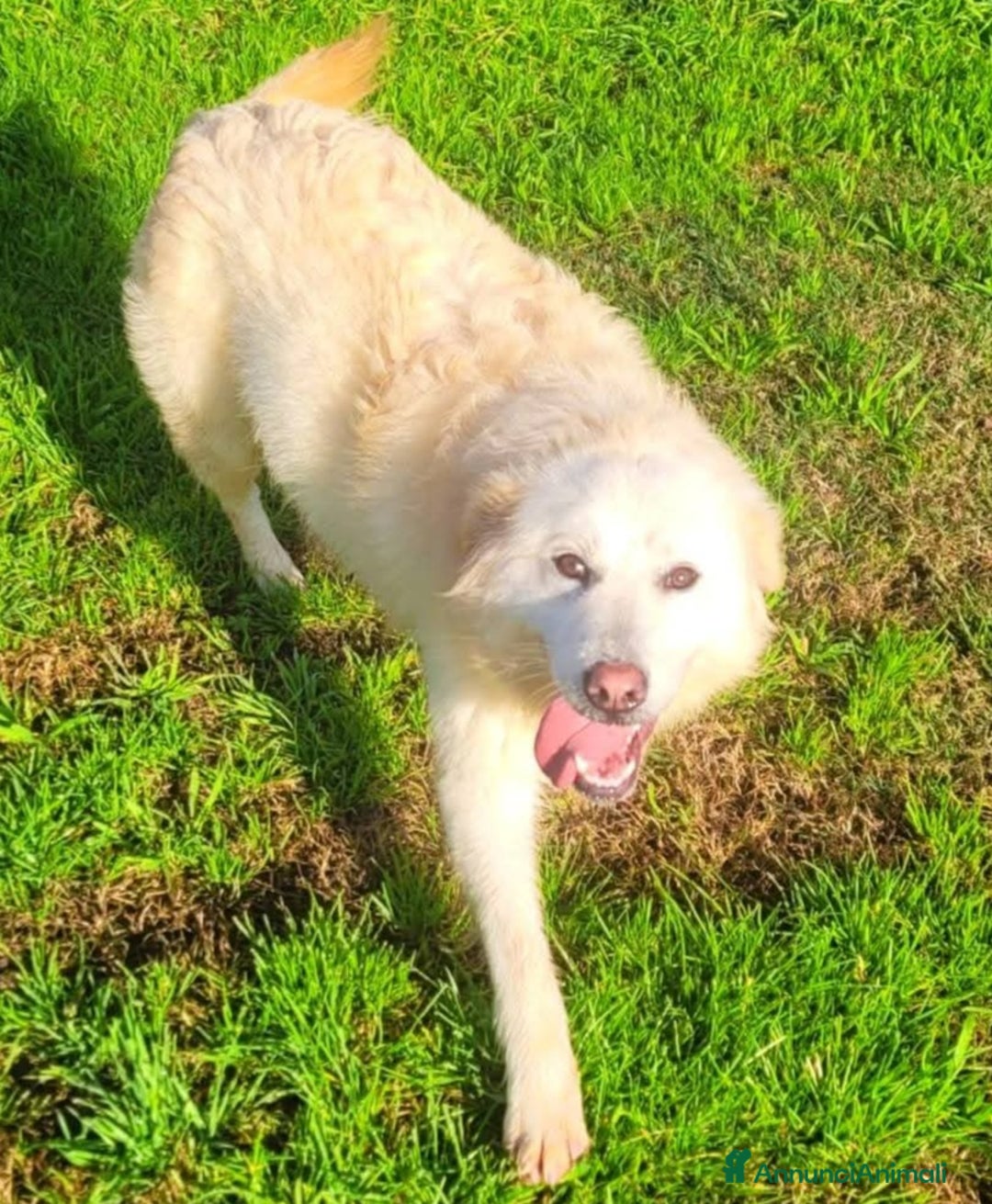 Pastore Maremmano cani in regalo: Lucilla, cucciolona di pastore maremmano  - Annuncio 3