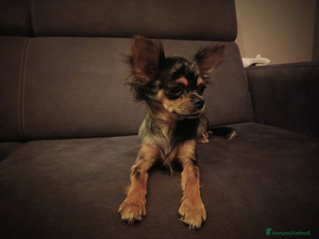 Chihuahua cani in vendita: Chihuahua femmina Merle pelo lungo  - Annuncio 10
