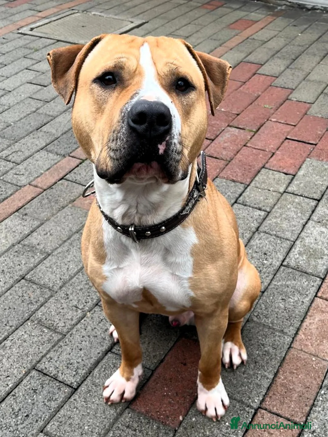 Meticcio cani in regalo: PABLO BELLISSIMO PIT - Annuncio 1