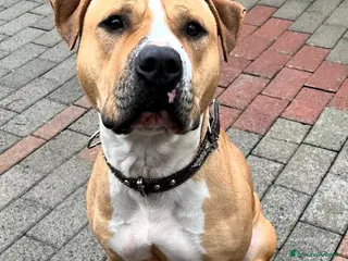 Meticcio cani PABLO BELLISSIMO PIT - Annuncio 22