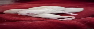 Siberiano Gattino 3