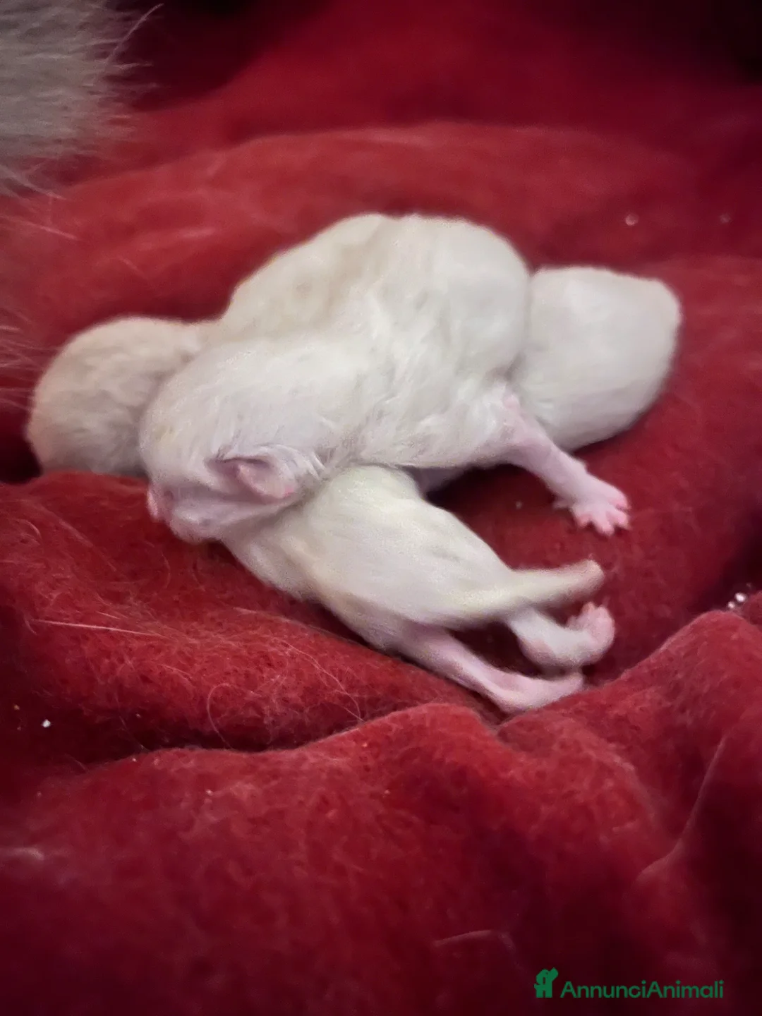 Siberiano gatti in vendita: Si prenotano cuccioli di siberiano con pedigree - Annuncio 2