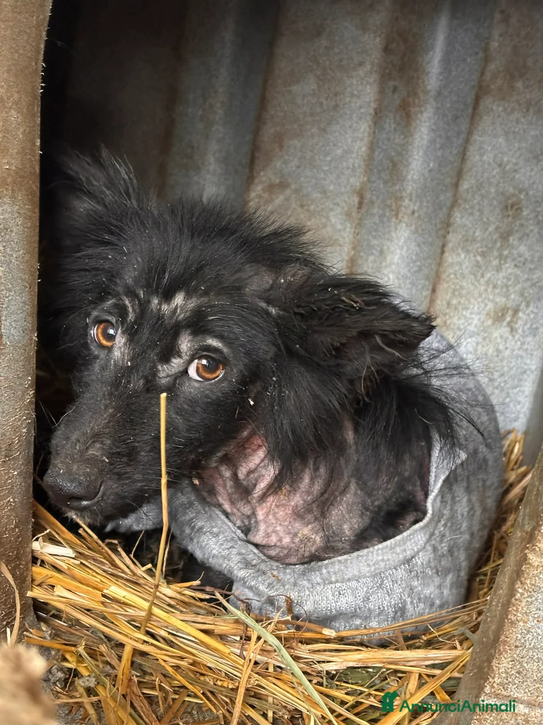 Meticcio cani in regalo: AKAR, cucciolo tenerissimo cerca aiuto! - Annuncio 9