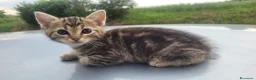 Europeo gatti in vendita: Gattino maschio di 2 mesi - Annuncio 5